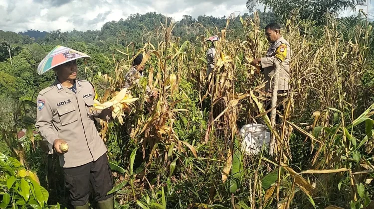 Jagung Petani Binaan Polri di Malinau Berhasil