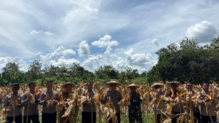 Panen Jagung Serentak di Malinau, Hasil Diproyeksi Tiga Ton