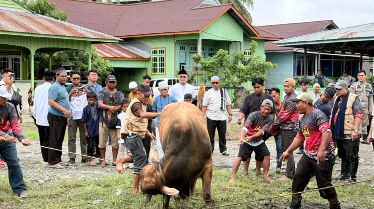 Bupati Salurkan dan Saksikan Penyembelihan Sapi Bantuan Presiden