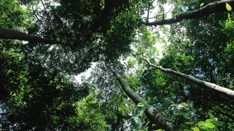 Hutan Adat 64 Ribu Hektare Jadi Benteng Hidup Dayak Abay Sembuak