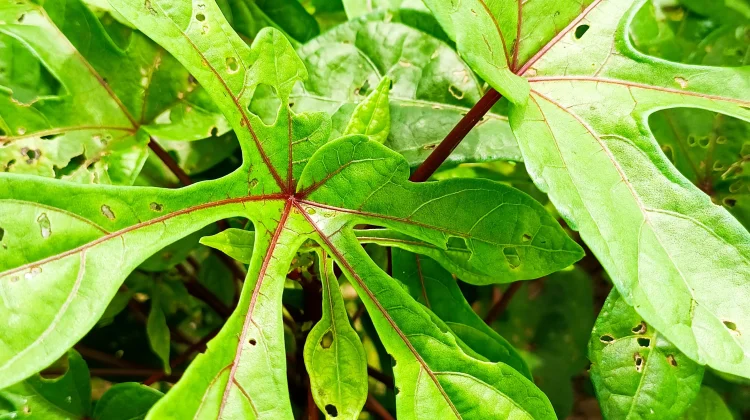 Manfaat dan Khasiat Daun Gedi Merah, Sayuran Lokal Kaya Nutrisi