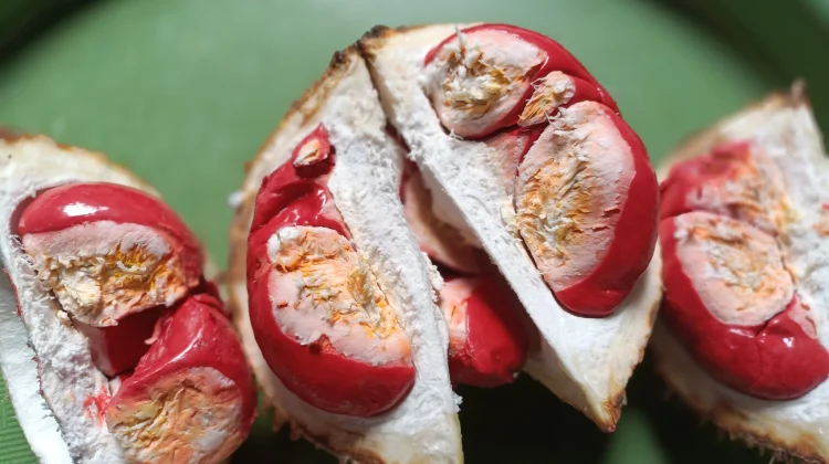 Duyan Merah, Buah Khas Kalimantan yang Lembut dan Creamy