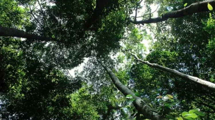 Lunang Telang Ota Ine, Falsafah Pelestarian Hutan Suku Punan