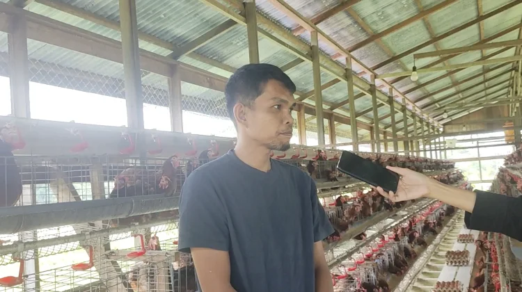 Peternak Ayam Petelur Malinau Keluhkan Sulitnya Pemasaran Telur Lokal