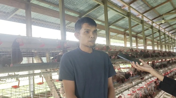 Meniti Usaha, Heru Kembangkan Peternakan dari 300 Ekor Ayam Petelur