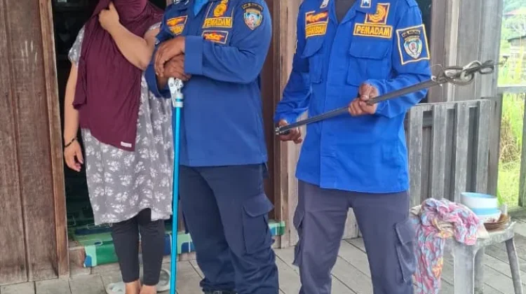 Ular Berbisa Masuk Rumah Warga Malinau, Damkar Turun Tangan