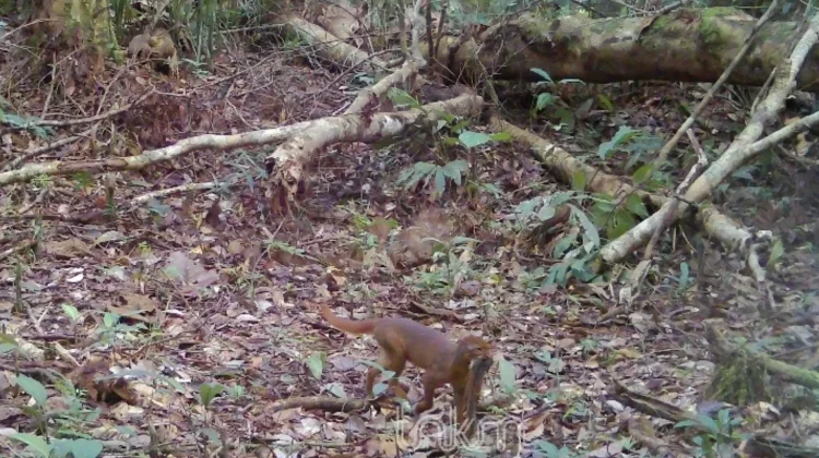 Jadi Inspirasi Maskot Porprov Kaltara, Kucing Merah Kembali Terekam di TNKM