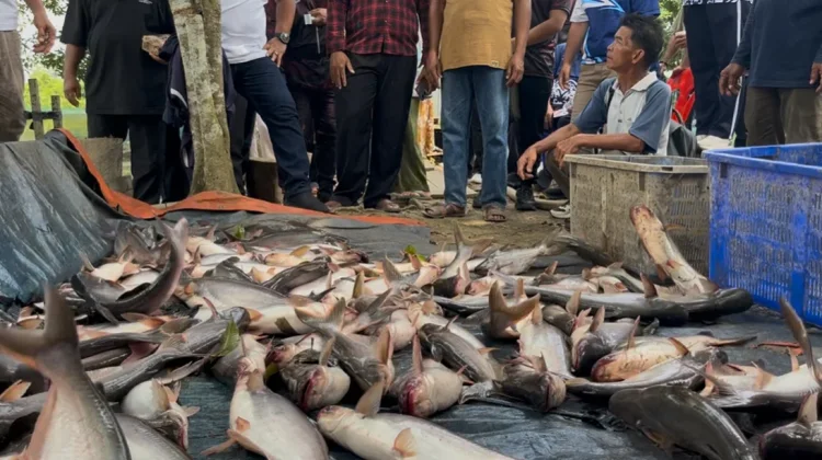 Produksi Perikanan Darat Malinau Capai 323,23 Ton