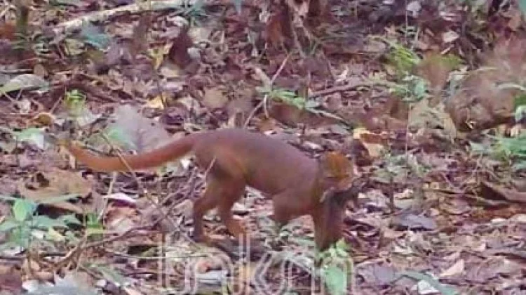 Kucing Merah Sikuma Muncul Berulang di TNKM