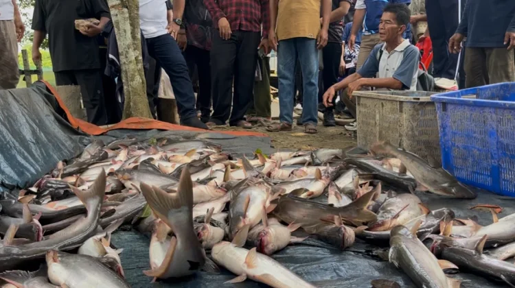 Pembudidaya Ikan di Malinau Naik Tiga Kali Lipat