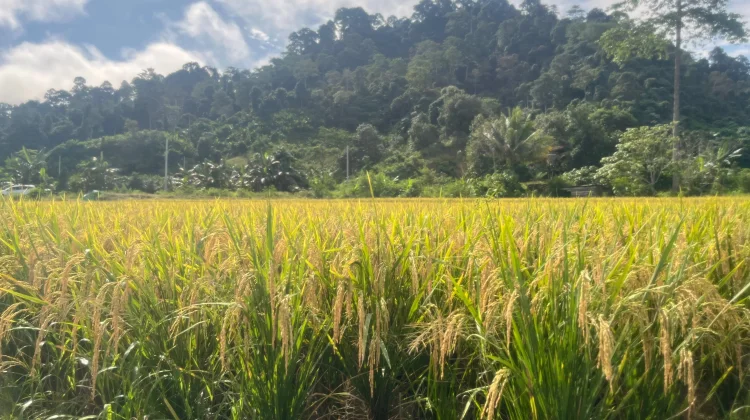 Cegah Alih Fungsi Lahan, Pemda Usul Kawasan Agropolitan Masuk RDTR Perkotaan