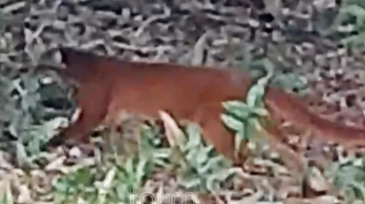 Kucing Merah Kembali Terdokumentasi, TNKM Perkuat Pemantauan Satwa Liar