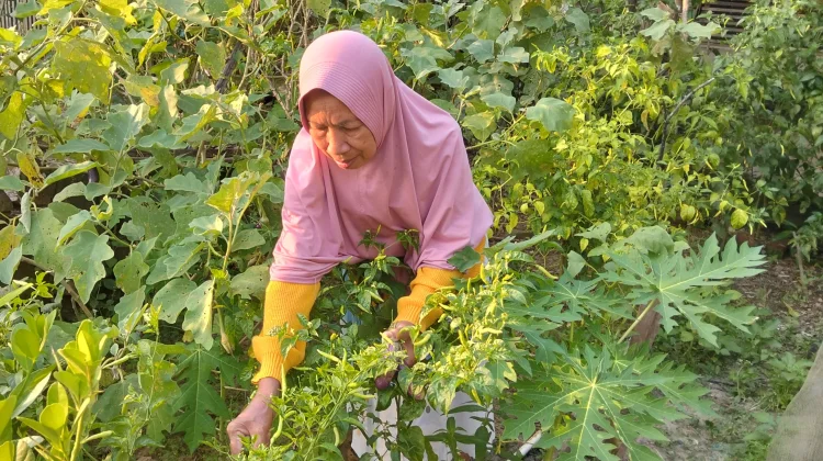 Pekarangan Rumah Jadi Sumber Pangan Keluarga