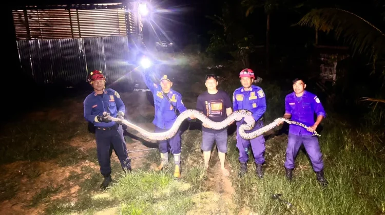 Ular Sawah Sepanjang Lima Meter Masuk Kandang Ayam, Damkar Malinau Turun Tangan
