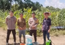 Polsek Malinau Selatan Dorong Petani Tingkatkan Panen Jagung
