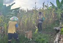 Panen Jagung Mendukung Ketahanan Pangan Nasional