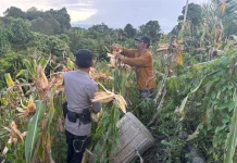 Dukung Ketahanan Pangan, Polsek Mentarang Bantu Panen Jagung