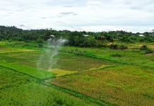 Wabup Dorong Pertanian Modern dan Produk Malinau Tembus Luar Daerah