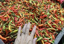 Melonjak Tajam, Harga Cabai Rawit di Malinau Capai Rp127.000