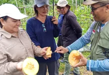 Dorong Produksi Hortikultura, Gandeng PPL Tingkatkan Teknik Budidaya