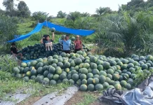 Berkah Ramadan, Panen Semangka di Malinau Melimpah