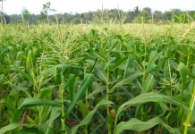 Tingkatkan Produksi Jagung, Dinas Pertanian Malinau Terima Usulan Polres Malinau