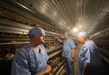 Kunjungi Sidrap, Bupati Tertarik Tiru Peternakan Ayam Petelur