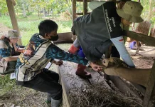 Cegah PMK, Vaksinasi Hewan Ternak Ditingkatkan
