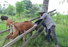 Jelang Iduladha, Dinas Pertanian Malinau Jaga Kesehatan Hewan
