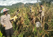 Jagung Petani Binaan Polri di Malinau Berhasil