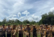 Panen Jagung Serentak di Malinau, Hasil Diproyeksi Tiga Ton