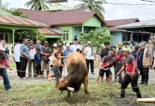 Bupati Salurkan dan Saksikan Penyembelihan Sapi Bantuan Presiden