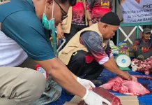 Bidang Peternakan dan Kesehatan Hewan temukan Cacing Hati di Hewan Kurban