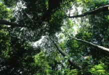 Hutan Adat 64 Ribu Hektare Jadi Benteng Hidup Dayak Abay Sembuak