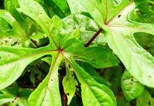 Manfaat dan Khasiat Daun Gedi Merah, Sayuran Lokal Kaya Nutrisi