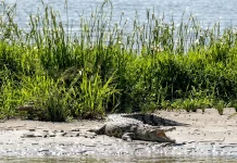 Buaya Terekam di Sungai Sesayap, Warga Malinau Diminta Waspada