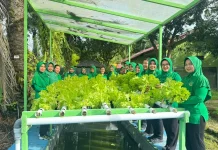 Panen Sayuran, Wujud Nyata Persit Yonif 614 Dukung Ketahanan Pangan