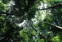 Lunang Telang Ota Ine, Falsafah Pelestarian Hutan Suku Punan