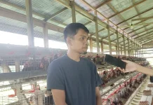 Peternak Ayam Petelur Malinau Keluhkan Sulitnya Pemasaran Telur Lokal