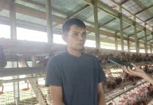 Meniti Usaha, Heru Kembangkan Peternakan dari 300 Ekor Ayam Petelur