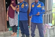 Ular Berbisa Masuk Rumah Warga Malinau, Damkar Turun Tangan