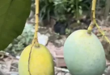 Petani Malinau Budidayakan Buah Lokal Kuini