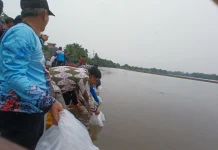 Jaga Sumber Hidup Bersama, PT DBJ Tebar 20 Ribu Benih Ikan Patin di Sungai Sesayap