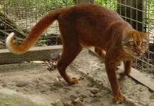 Maskot Porprov II Kaltara, Sikuma, Terinspirasi dari Kucing Merah Kalimantan