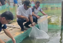 Pemkab Malinau Salurkan Bantuan 159 Ribu Benih Ikan