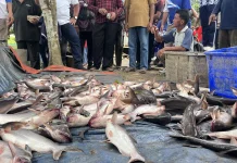 Panen Perdana Musim Tebar III, Harga Ikan Malinau Stabil