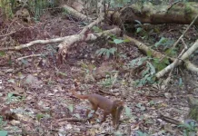 Jadi Inspirasi Maskot Porprov Kaltara, Kucing Merah Kembali Terekam di TNKM