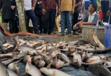 Produksi Perikanan Darat Malinau Capai 323,23 Ton
