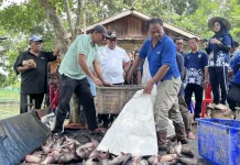 Semester I, Produksi Perikanan Darat Malinau Capai 140,14 Ton