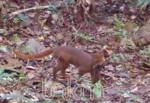 Kucing Merah Sikuma Muncul Berulang di TNKM
